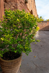 A potted plant sits next to an ancient brick wall in the afternoon sun