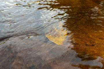 A leaf drifts in the clear water of a shallow stream