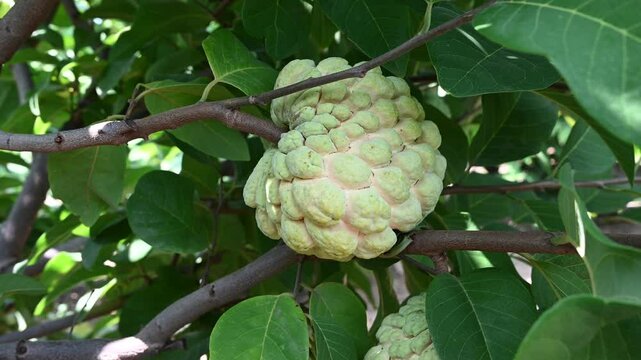 Annona squamosa or sugar-apples, Custard apple, Sharifa, Sitaphal, Sitapalam or sweetsops fruits on a tree
