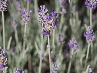 Obraz premium Fiori di Lavanda Campo Calabria