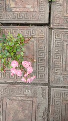 The flower grew next to the tile in the yard