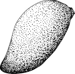 Fototapeta premium Hand drawn engraving mango. Tropical fruit vector illustration. Botanical vintage drawing