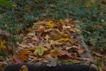 Nice Autumn leaves on a old wooden bench in forest