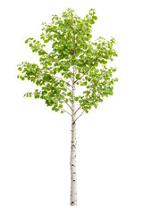 Fototapeta premium Summer green birch tree, isolated cutout object on white background