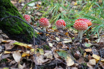 Muchomor czerwony © Sławek