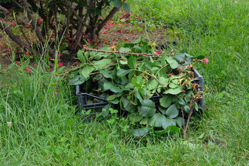Pile of cut branches. Pruning rose bushes in countryside garden. Gardening and landscaping.