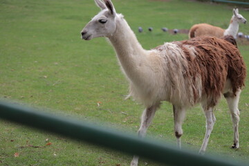 Naklejka premium Lamas in the farm grazing on a pasture