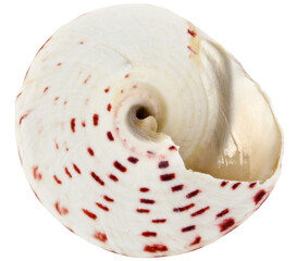 Seashell tectus conus isolated on a transparent background. Completely in focus.