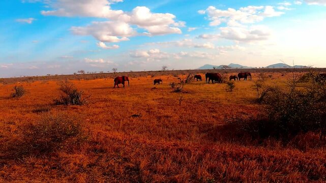 Elephants in Tsavo East National Park