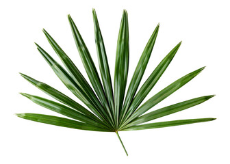 Fan palm leaf png sticker, botanical, transparent background