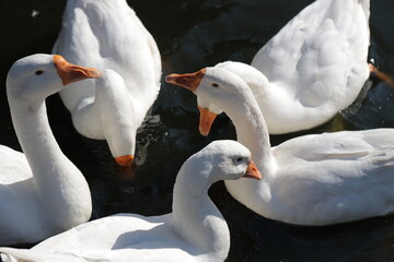 Obraz premium Geese swimming in the pond
