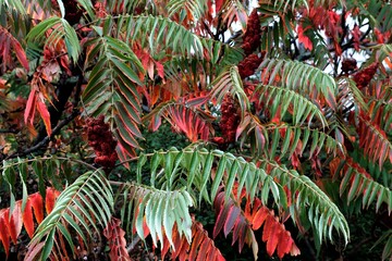 autumnal foliage and red inflorescence of Rhus Typpical Dissecta tree scenic