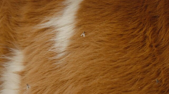 Closeup of brown animal fur with soft texture. Ideal for nature documentaries and educational content.