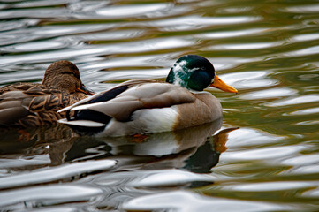Fototapeta premium Ein Erpel mit schimmerndem grünem Kopf schwimmt auf einem bewegten Gewässer flankiert von einem weiblichen Tier