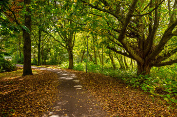 Abundant colors on a sunny day in autumn in a park in Rotterdam