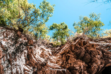 tree on the hill