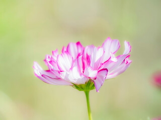 秋の公園や花壇を彩るコスモスのある風景。背景。自然風景素材。
