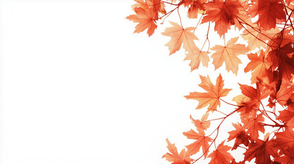 Orange autumn leaves on a white background..