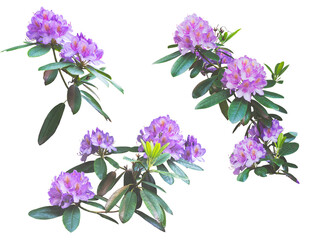 Blooming branches of rhododendron, purple flowers, isolated on a transparent background