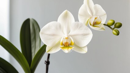 White Lady Slipper Orchid with Green Leaves.