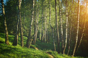 Obraz premium Grove of birches with young green leaves at sunset or sunrise in spring or summer. Vintage film aesthetic.