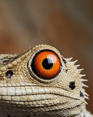 Fototapeta premium A tight shot of a lizard's face reveals an orange eye centered in its head.