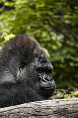 gorilla