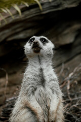 surykatka © Weronika