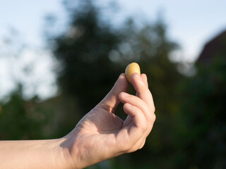 A hand holding a tiny potato, blurred trees and blue sky on a background, sunny autumn day