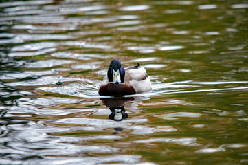 Stockente mit Spiegelung im Wasser