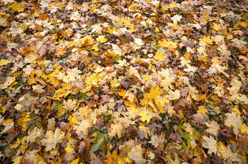Taken on 10.25.24 where. There are a lot of fallen yellow maple leaves in Peterhof's Alexandria Park, like gold coins from different countries, they are just as expensive and all different.