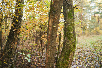 drzewa © Marcin Łazarczyk