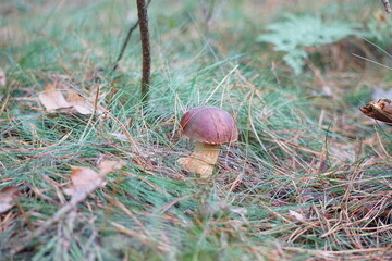 Podgrzybek brunatny