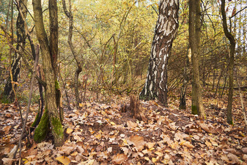 brzoza,las  © Marcin Łazarczyk