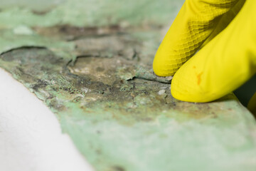 Woman in rubber gloves is cleaning black mold fungus which growing on washbasin sink. Dampness problem concept. Condensation in bathroom.
