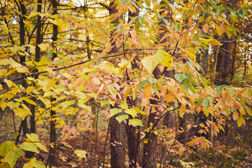 jesień,drzewo  © Marcin Łazarczyk