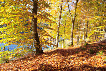 Obraz premium Autumn landscape of sun with autumn trees and lake in soft light.