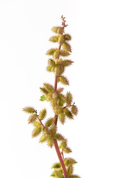 Chinese herb xanthium sibiricum isolated on  white background