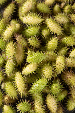 Chinese herb xanthium sibiricum background