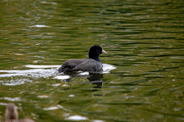 Blässhuhn schwimmt im Wasser