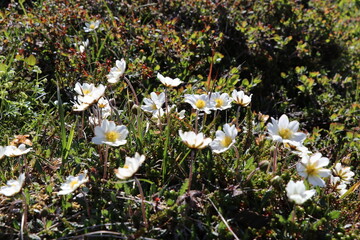 cluster of white mountain avens flowers