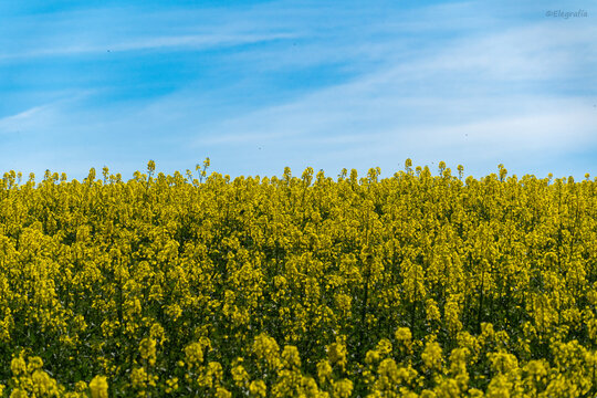 Rapeseed Scent