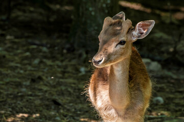Junges Reh schaut eine Schwebfliege zu
