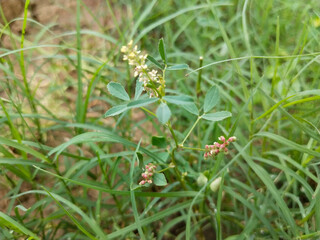 Green grass in the garden.