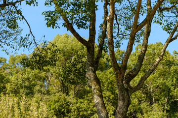 Fototapeta premium Tree Branches Against Blue Sky in Forest