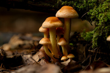 Maślanka wiązkowa © Bogusaw