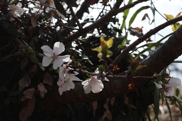 桜