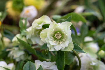 Helleborus orientalis Double Ellen White blossoms in the garden in spring