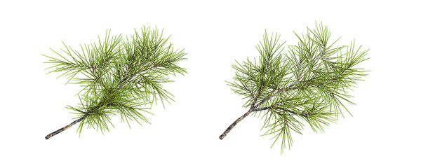 Fototapeta premium Two green pine branches tree isolated on transparent