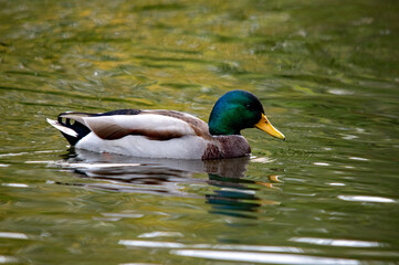 Fototapeta premium Männliche Stockente mit grünem Kopf auf dem Wasser